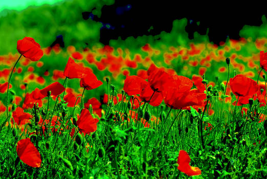 Bury Me in a Poppies Field