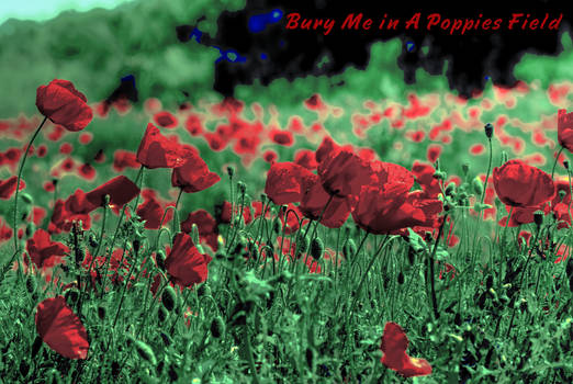 Bury Me in a Poppies Field HDR