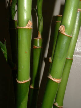 Bamboo close strwberrystk