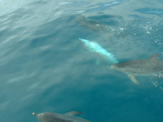 dolphins strwberrystk