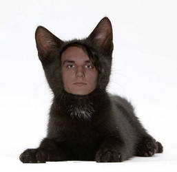 Brett cat