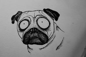 WHAT? REALLY? ......pug