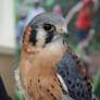 American Kestral