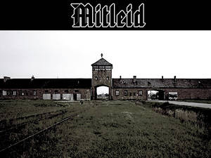 Mitleid