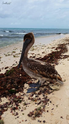 Pelican in Playa del Carmen