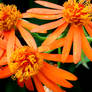 Orange flower