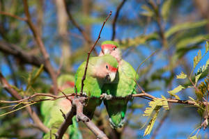 Feral Lovebirds of Gilbert AZ