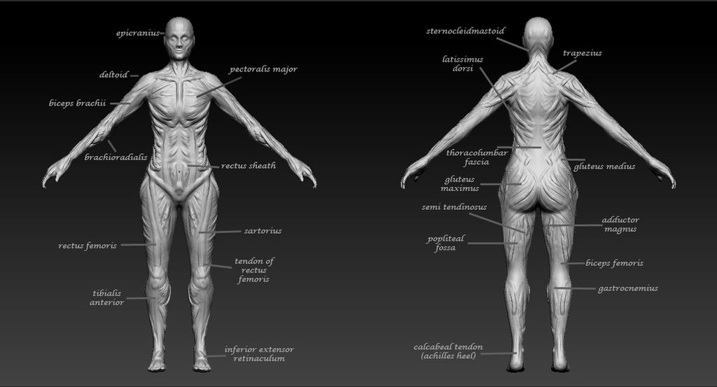 Muscle Study Muscle Study Labelled by HannahPalmer96 on DeviantArt