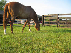 Tristan Grazing