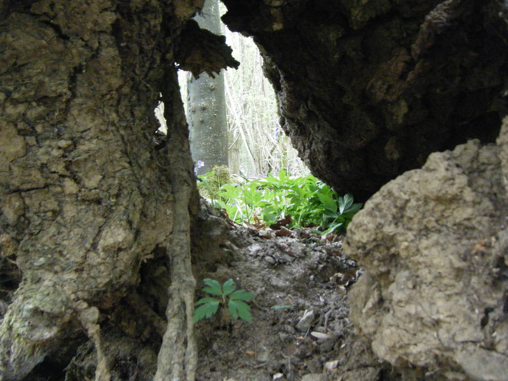 Tree Root Arch by Omikami98 on DeviantArt