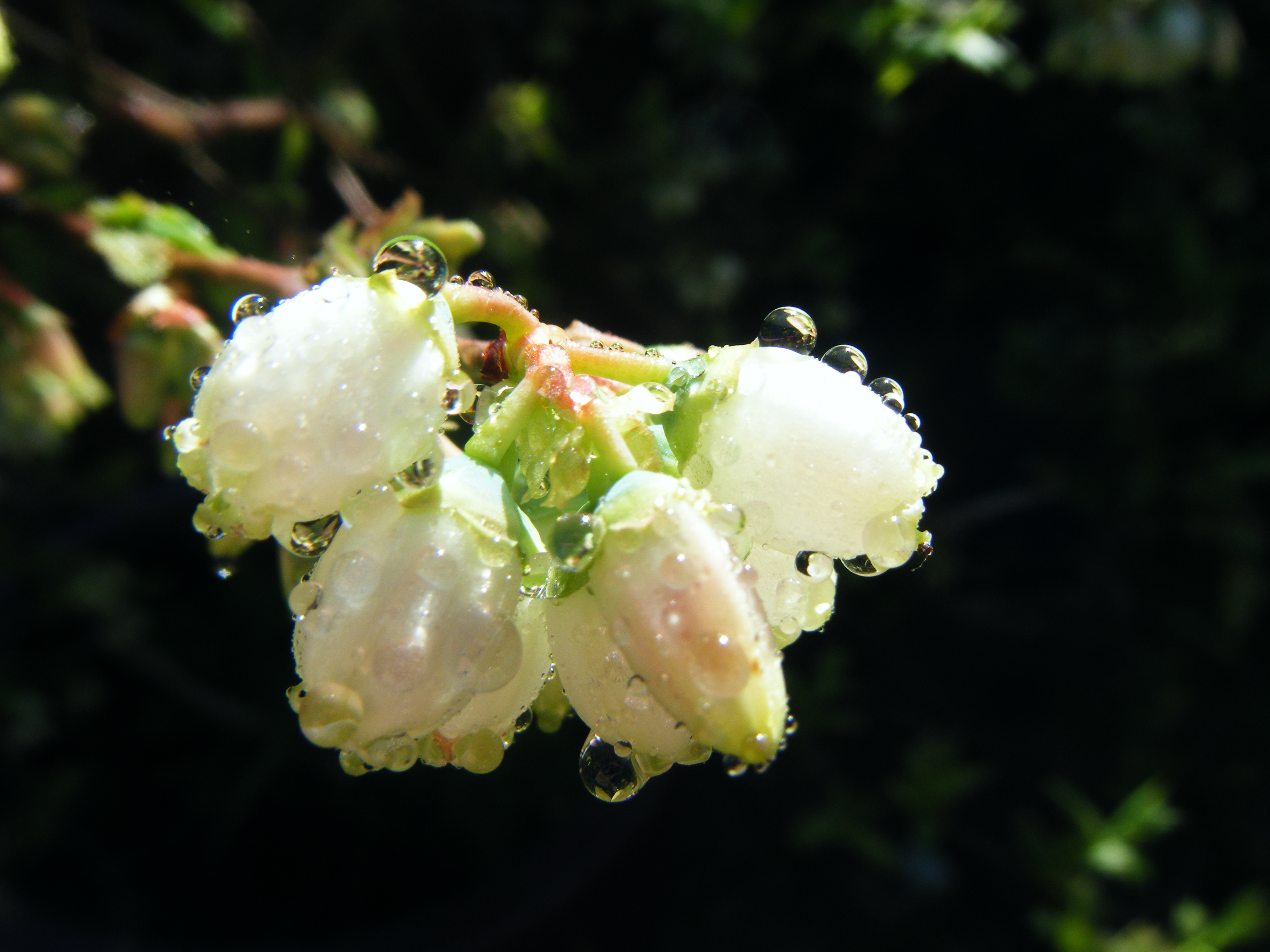 Droplets on a Flower