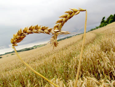 Harvest Time