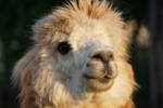 one very handsome alpaca by Gangstabua