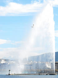 Geneva fountain + seagull