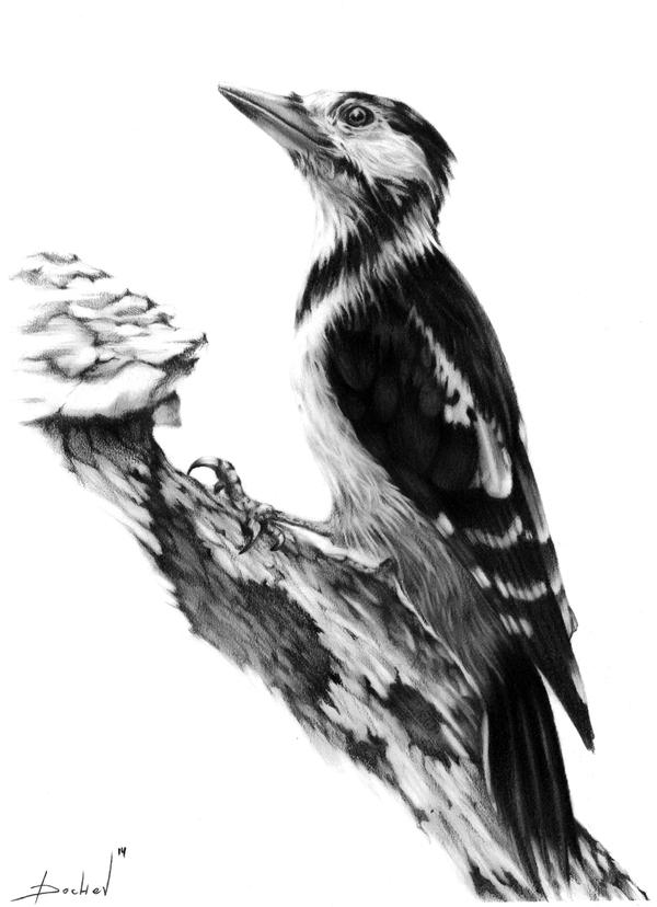 Woodpecker