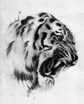 Tiger Sketch