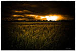 rye grass VI by theoden06