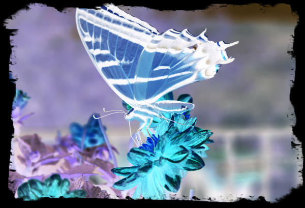 Inverted Triangular Butterfly Inverted Butterfly by AshleyTackitt on DeviantArt