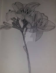 Daylily Sketch