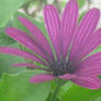 Purple sunflower 2