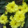 Yellow Flowers 9