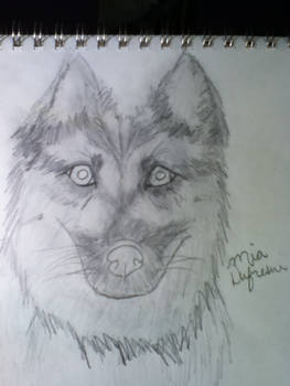 Sketch of my dog Tootie.