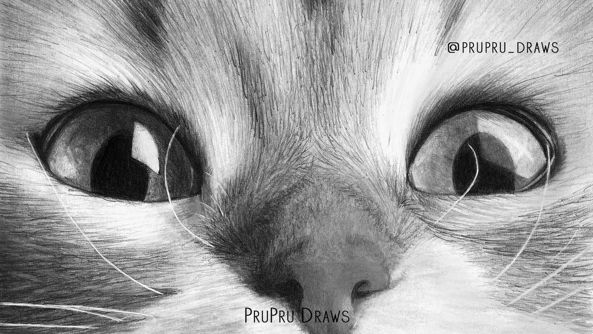 Cat Eyes With Graphite Pencils By Pruprudraws On Deviantart Cat Eyes With Graphite Pencils By Pruprudraws On Deviantart