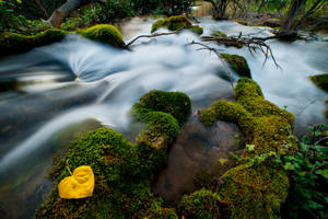 Heart of the forest