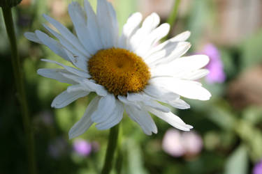 daisy 6