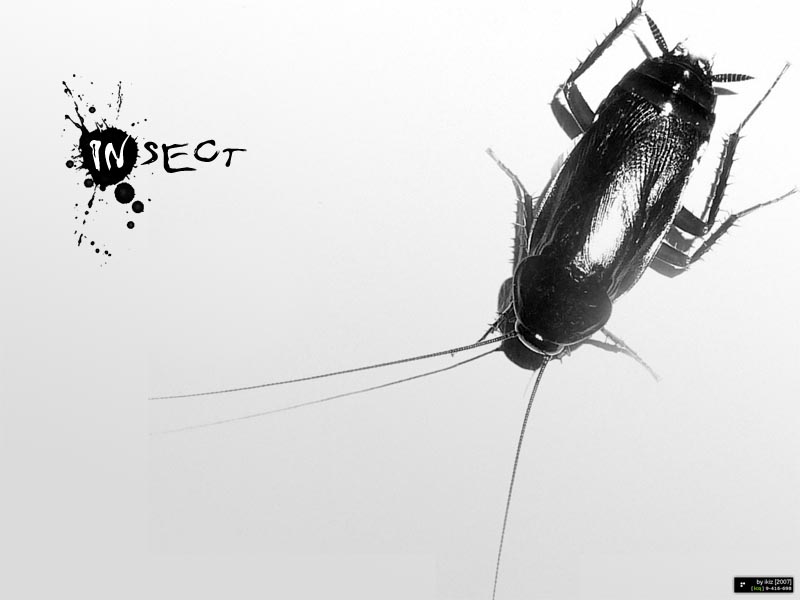 insect