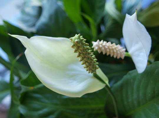 Spathiphyllum wallisii (Peace lily)- Friedenslilie