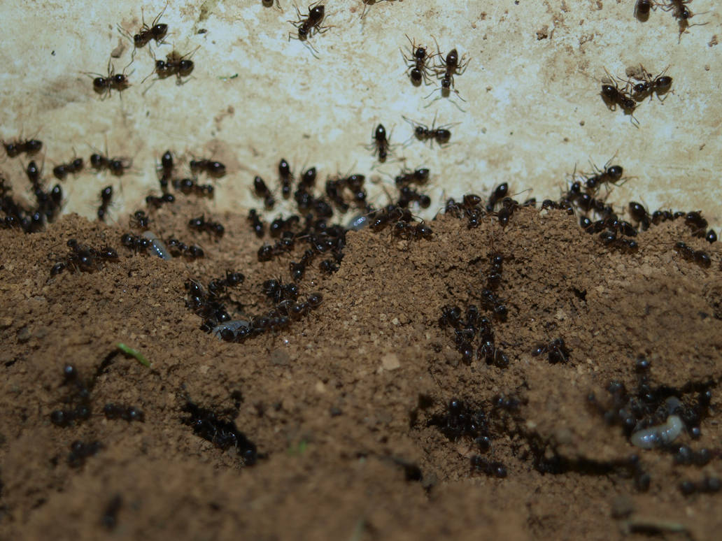 Ants (Lasius niger) by SusuSketches