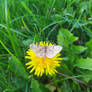 Moth on Dandelion 07.09.20