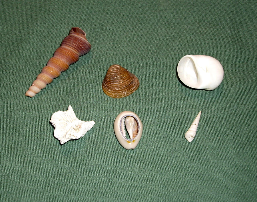 Shells 1 by hyenacub-stock on DeviantArt