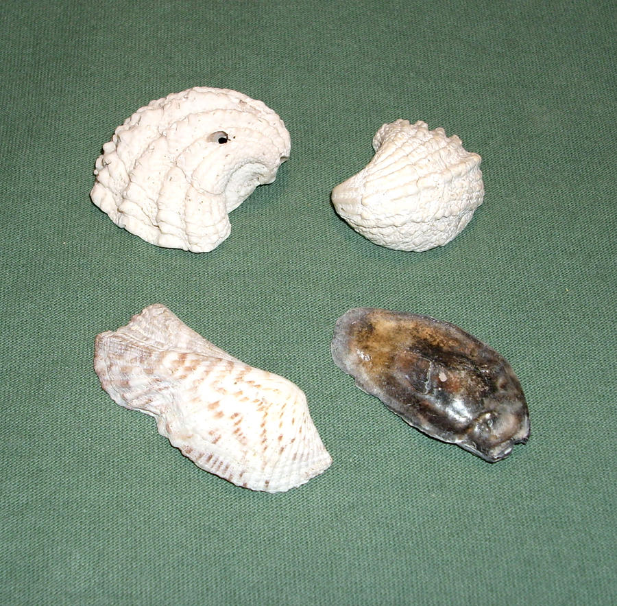 Shells 3 by hyenacub-stock on DeviantArt