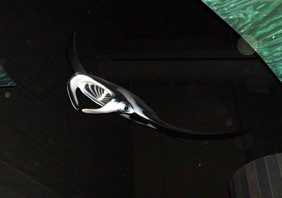 Big Ray by hyenacub-stock on DeviantArt