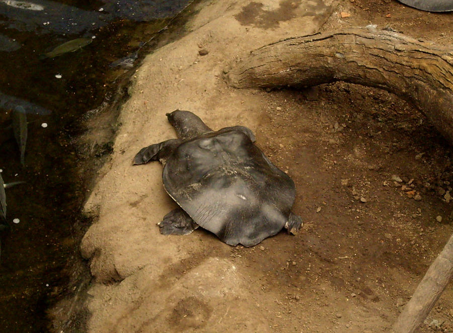 Soft-Shelled Turtle by hyenacub-stock on DeviantArt