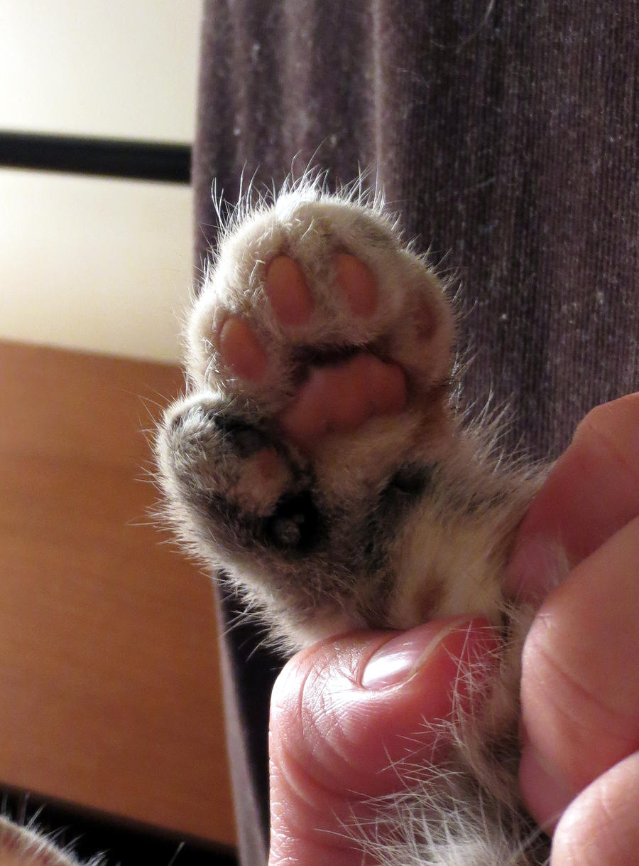 Kitten paw