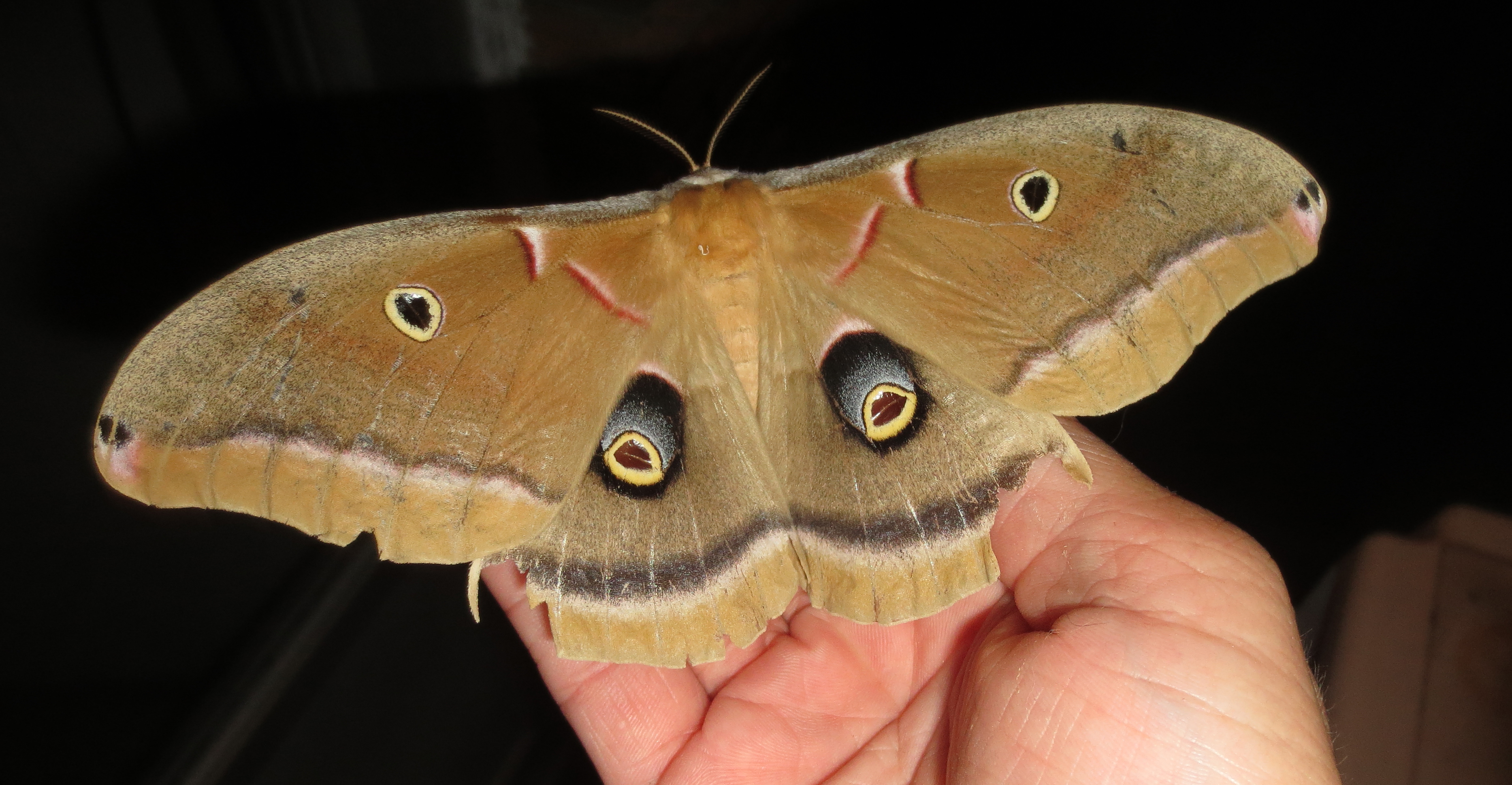 Polyphemus Moth