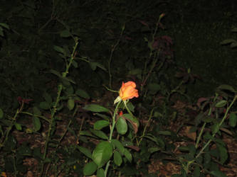 Orange Rose