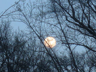 Moon in the Trees