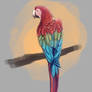 macaw