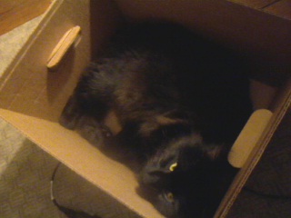 Cat in the box