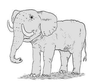 Elephant