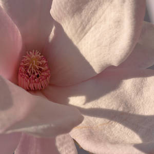 Magnolia 3