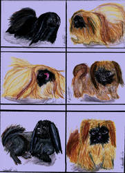 A Study in Pekingese