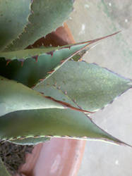 cactus 5