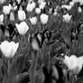 Bed of Flowers BW