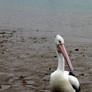 Scarborough Pelican