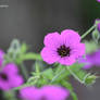 Petites fleurs du jardin